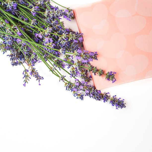 薰衣草花和糖果礼盒白色背景，孤立。图片下载