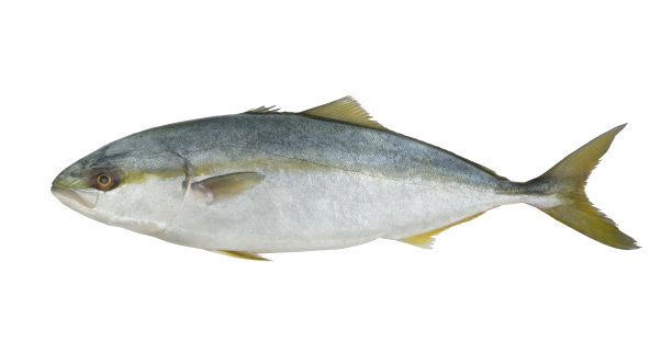 黄尾琥珀鱼孤立图片下载