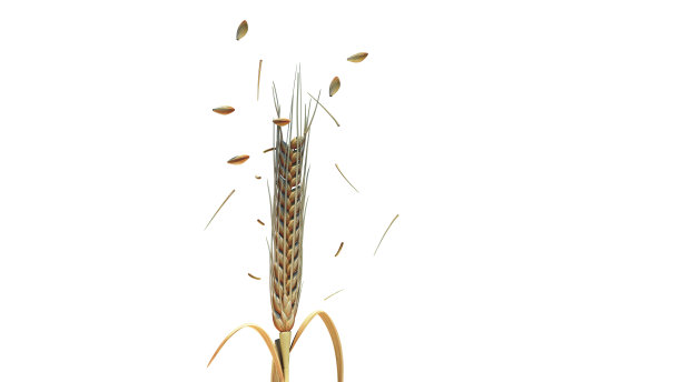 白色背景下植物的特写镜头图片下载