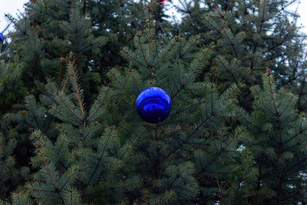 一棵常青树上挂着一个喜庆的蓝色球。图片下载