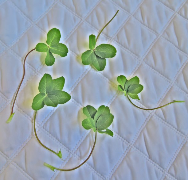 四叶苜蓿图片下载