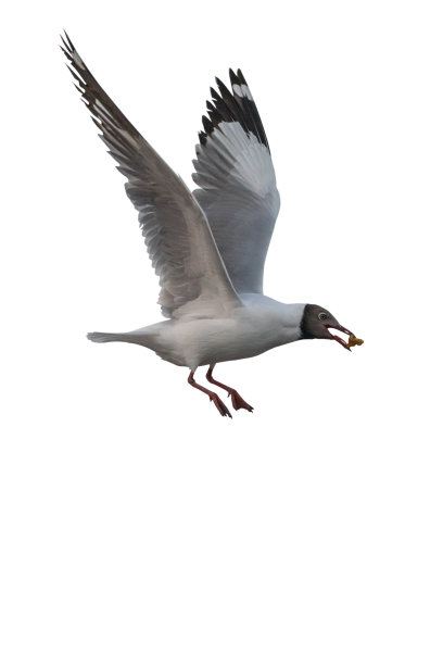 海鸥孤立在白色背景和剪切路径。用手喂食海鸥。图片下载