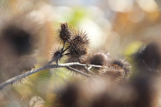 匈牙利春天日落时分，博凯花在田野里。图片下载