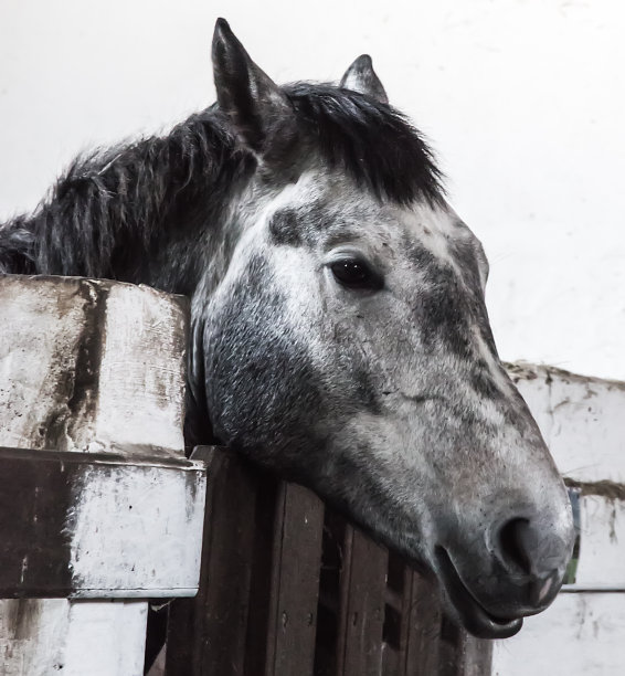 马和骑手图片下载