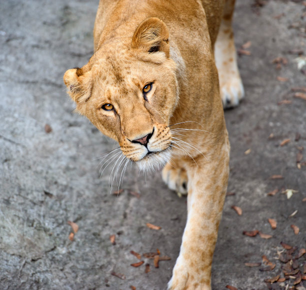 狮子的肖像图片下载