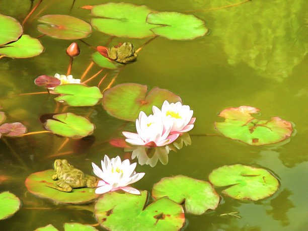 水彩画风格的数码艺术作品。湖面上，大叶子和百合花，青蛙或蟾蜍，浮在水面上。抽象的夏季水彩景观。图片下载
