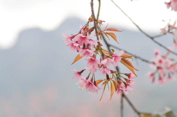 樱，野生喜马拉雅樱桃图片下载