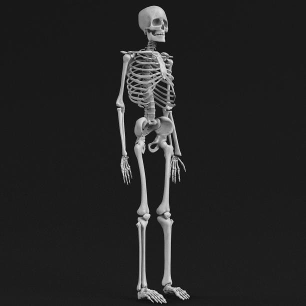 人类骨骼图片下载