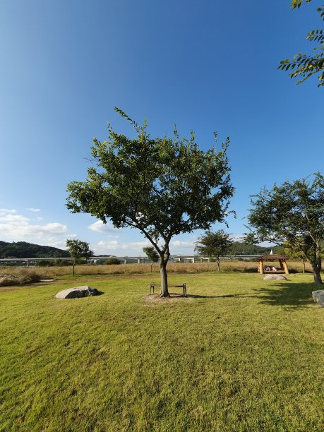 公园里寂寞的树图片下载