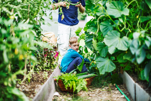 父亲和儿子在温室里图片下载