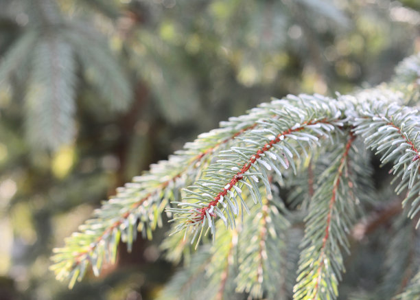 云杉树枝在霜冻的冬天早晨与阳光和霜冰图片下载