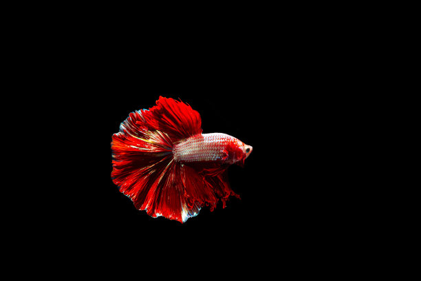 捕捉暹罗斗鱼的移动时刻，黑色背景上孤立的两条斗鱼图片下载