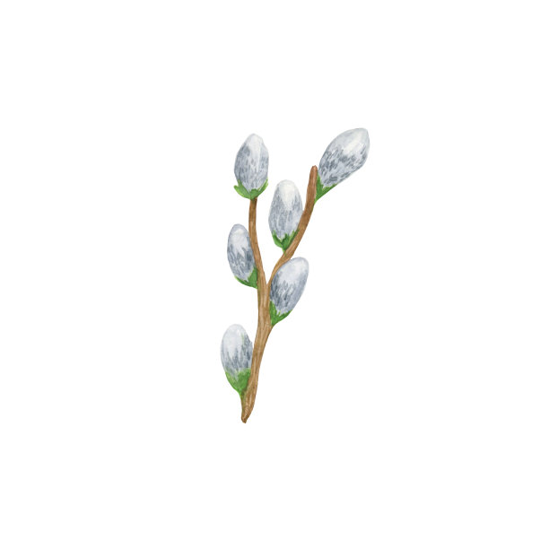 春天毛茸茸的猫咪柳树盛开的树枝，春天的小树枝，为设计复活节节日庆祝的水彩元素图片下载