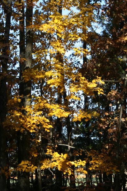 树上的黄叶图片下载