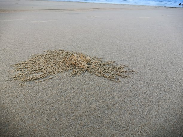 蟹和海图片下载