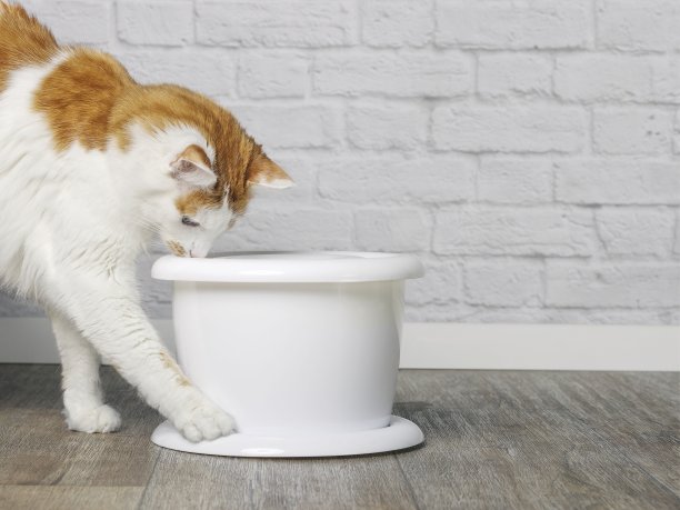 口渴的虎斑猫好奇地看着一个白色的宠物饮水喷泉。图片下载