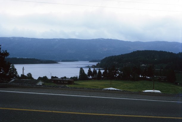 白天水域附近的绿树图片下载