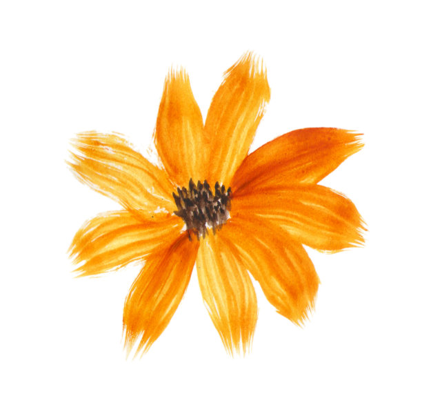 黄色的花。水彩花卉插图。孤立在白色背景上。图片下载