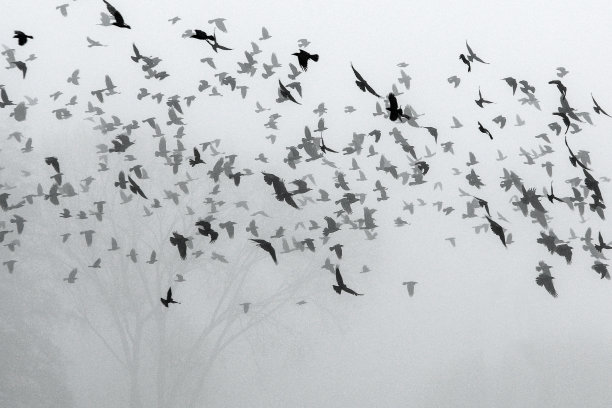 一群乌鸦在田野上空飞进雾中。图片下载