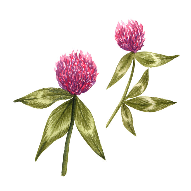 红色三叶草花朵与叶子合集，水彩植物绘画，白色背景，圣帕特里克节，蜂蜜草本素材图片