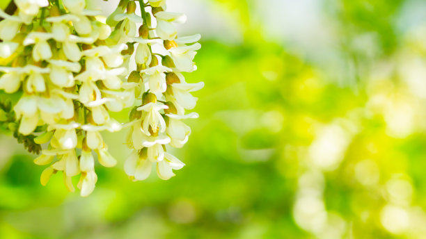 白色的盛开的相思。花春背景。刺槐(刺槐，伪刺槐)的花枝上有白色的花。本空间图片下载