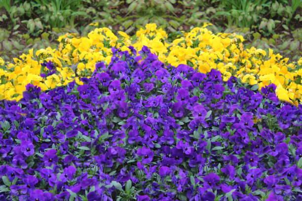 鲜花盛开图片下载