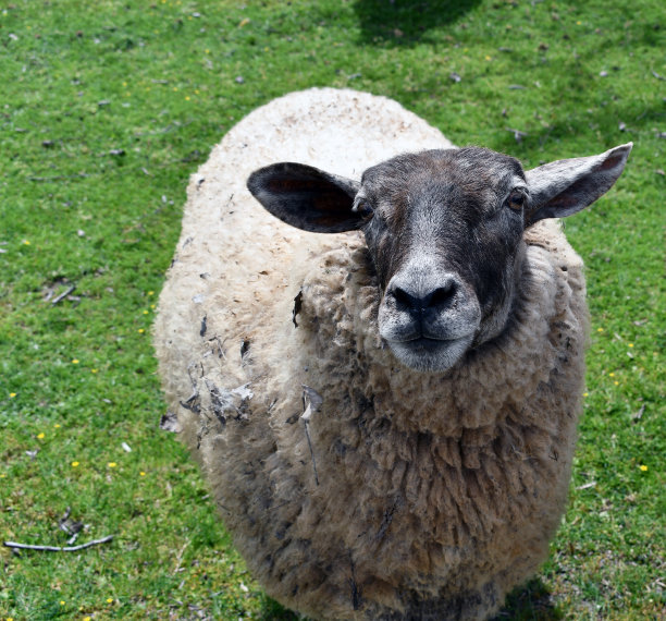 大白床单会确定的图片下载