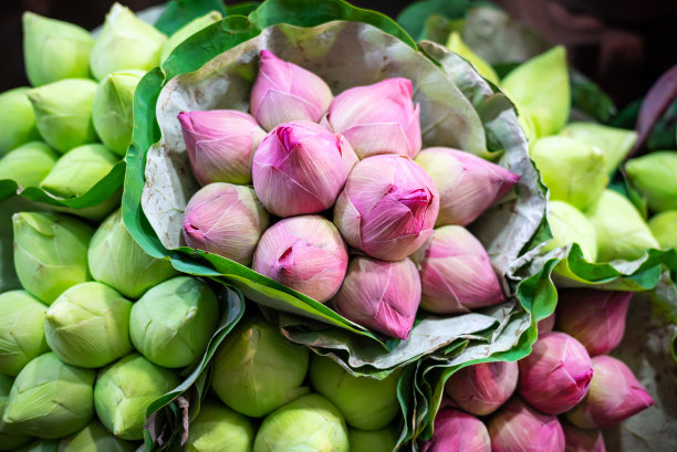 莲花花蕾在泰国花卉市场出售图片下载