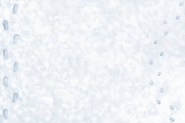 在雪地里和狗躺着散步，鞋子的脚印和狗的背景图片下载