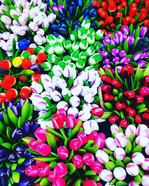 郁金香图片下载