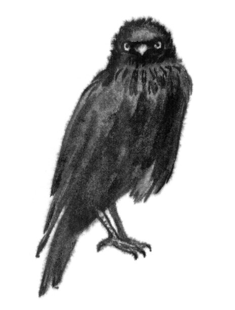 黑色的乌鸦用墨水绘在白色的背景上。一个鸟的形象，乌鸦，寒鸦，喜鹊。神秘主义，神秘主义，神秘主义，萨满教，象征，魔法。中国风格,东方。图片下载