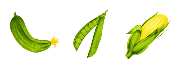 一套逼真的水彩插图的多汁蔬菜孤立在白色的背景。有机食品标志。健康素食食品。素材图片