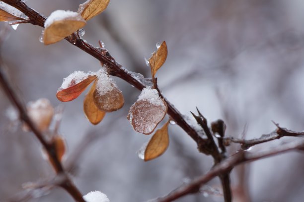 立冬照片素材ID：350376318