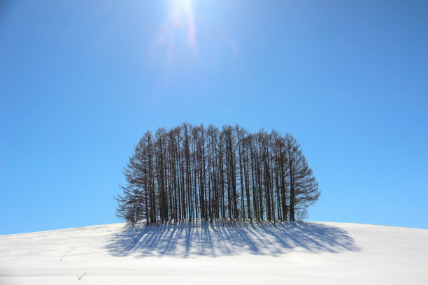 北有雪山和落叶松林图片下载