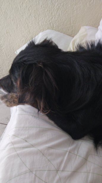 黑狗睡觉图片下载