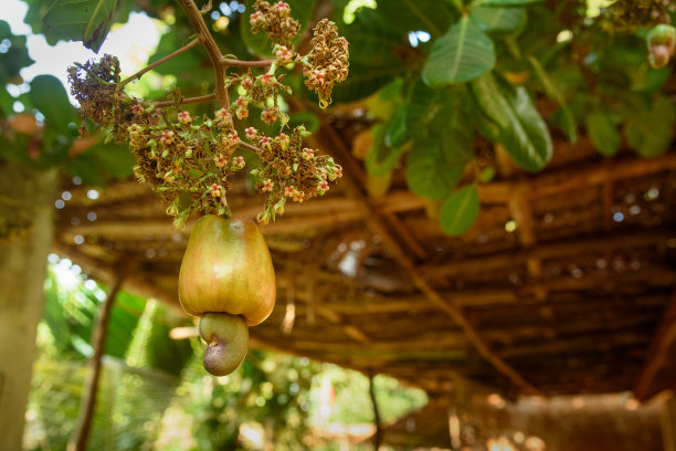 在戈卡纳，腰果或西花Anacardium occidentale生长在树枝上。印度图片下载