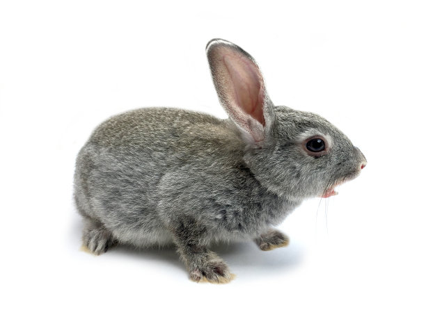 可爱的兔子图片素材ID：350383962