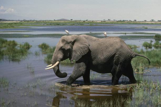 非洲象图片下载