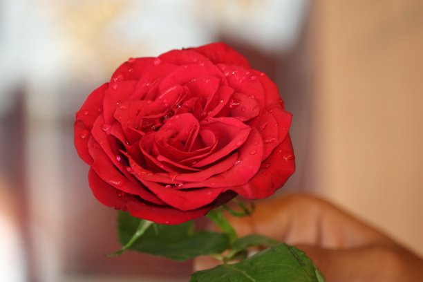 红色玫瑰花的特写摄影图片下载