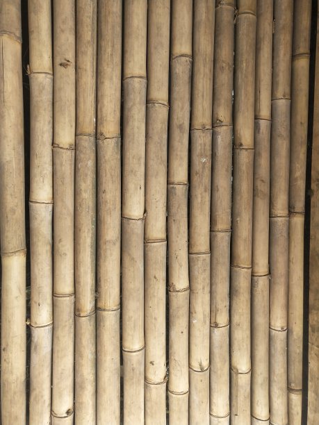 竹基地图片下载