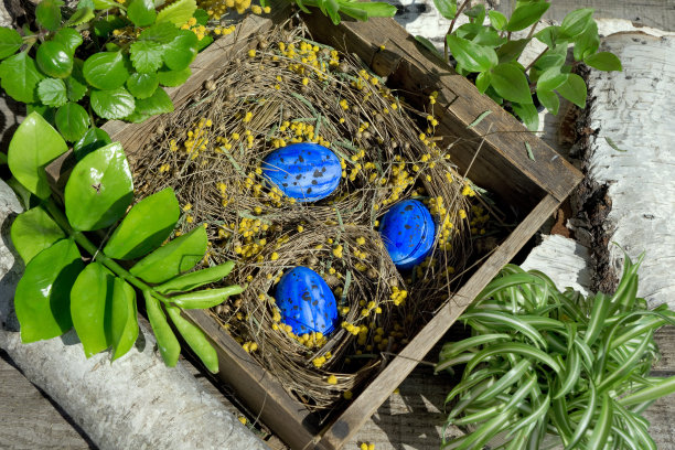 复活节作品:用旧木箱装蓝蛋，用干植物做窝，绿色植物和花图片下载