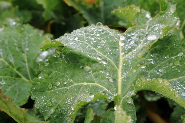 叶子上的雨滴图片下载
