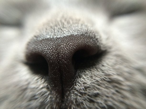 猫的鼻子图片下载