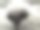 猫的鼻子图片下载