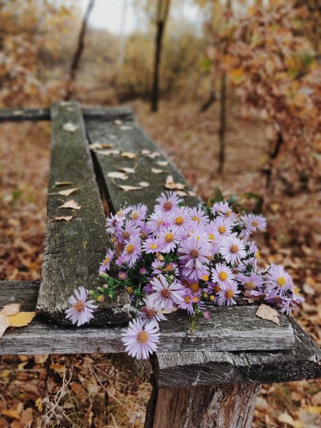 野紫苑菊花秋花的木凳上图片下载