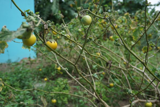 黄茄子园为泰国菜的原料图片下载