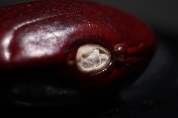 黑色背景下的番茄特写镜头图片下载