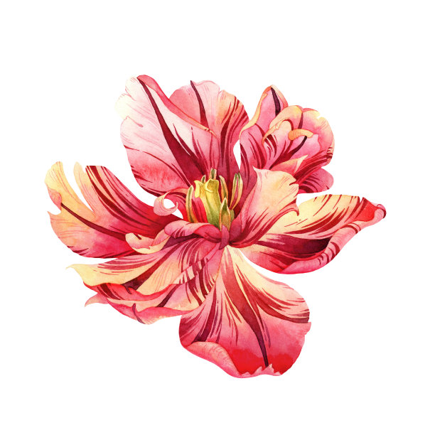 水彩粉色郁金香图片下载