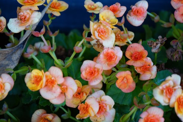 花园里有红色的花图片下载