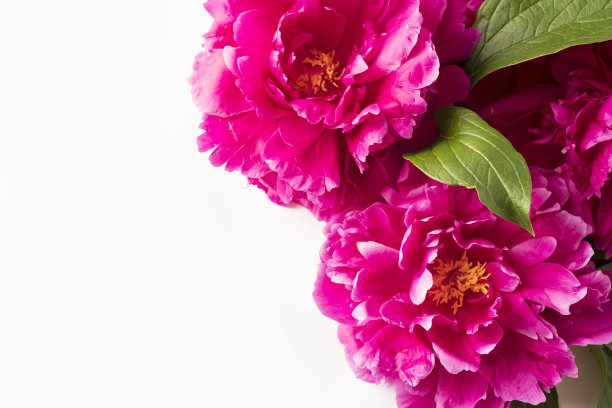 白色背景图片边框的粉色牡丹花图片下载